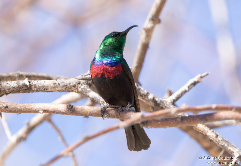 Marico Sunbird male adult