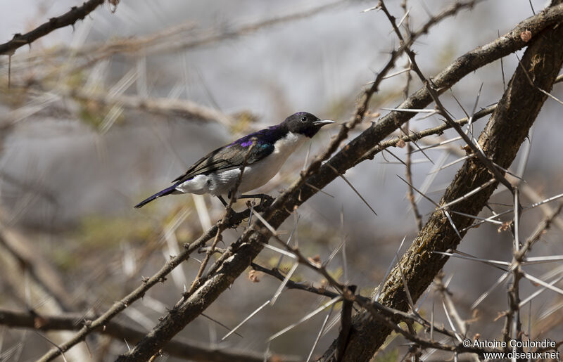 Eastern Violet-backed Sunbird male adult