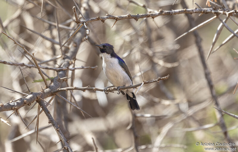 Eastern Violet-backed Sunbird male adult