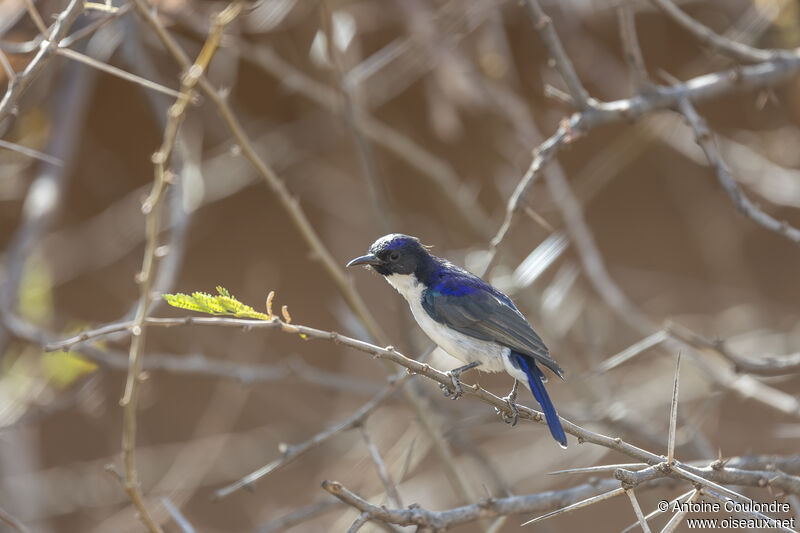 Eastern Violet-backed Sunbird male adult