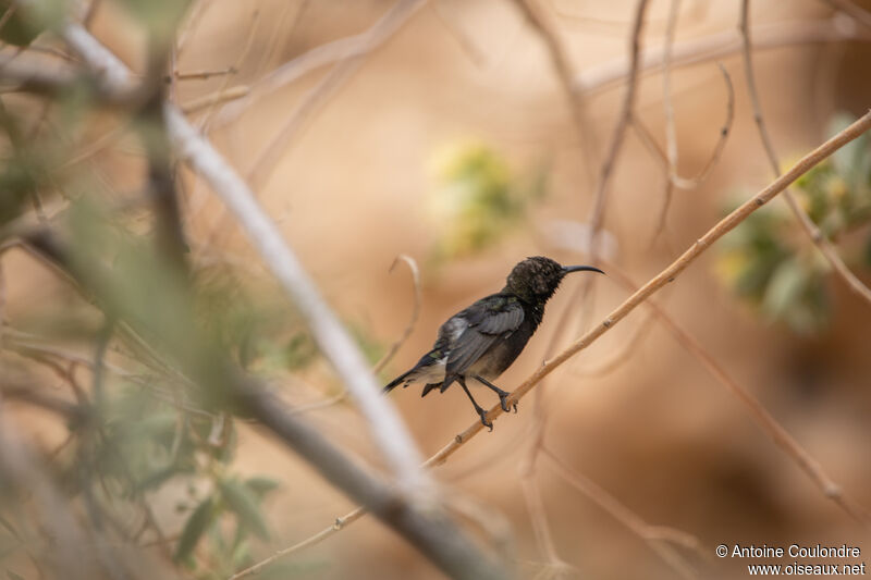 Dusky Sunbirdadult post breeding