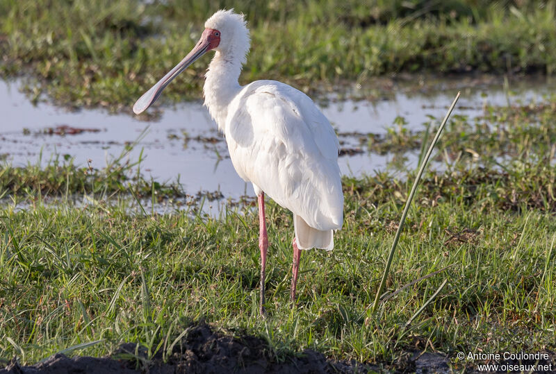 African Spoonbill