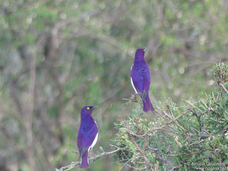 Violet-backed Starling male adult