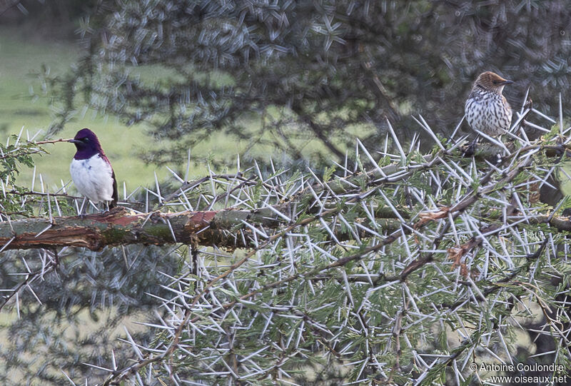 Violet-backed Starlingadult