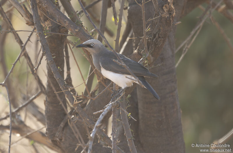 Fischer's Starlingadult