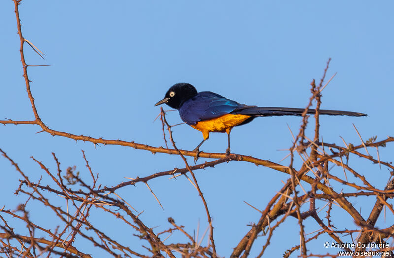 Golden-breasted Starlingadult