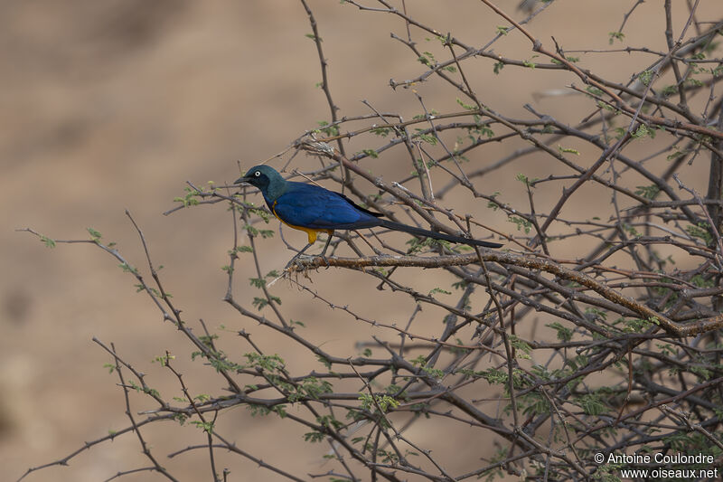 Golden-breasted Starlingadult