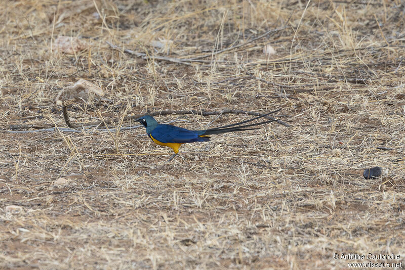 Golden-breasted Starlingadult