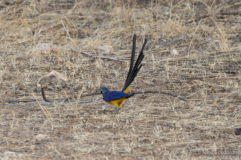 Golden-breasted Starlingadult