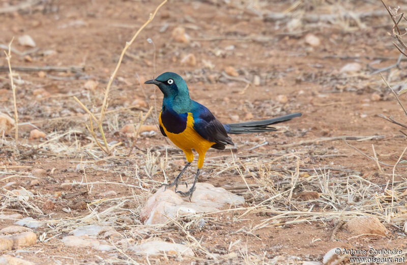 Golden-breasted Starlingadult