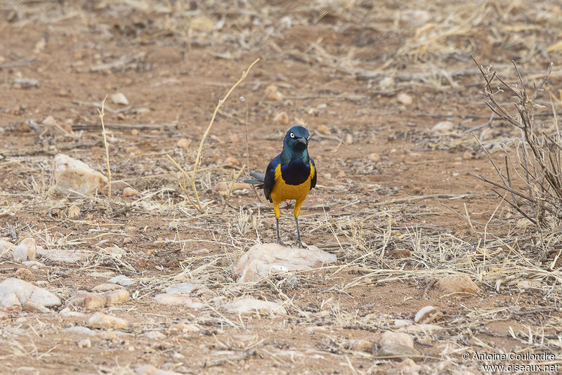 Golden-breasted Starlingadult