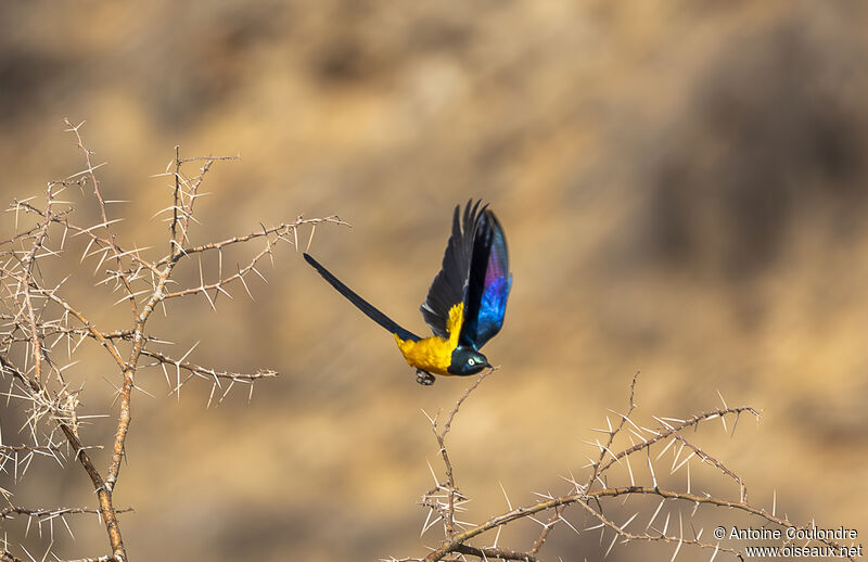 Golden-breasted Starlingadult