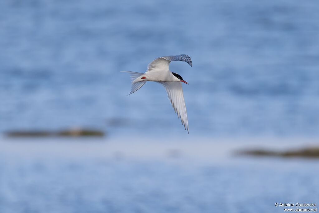 Arctic Tern