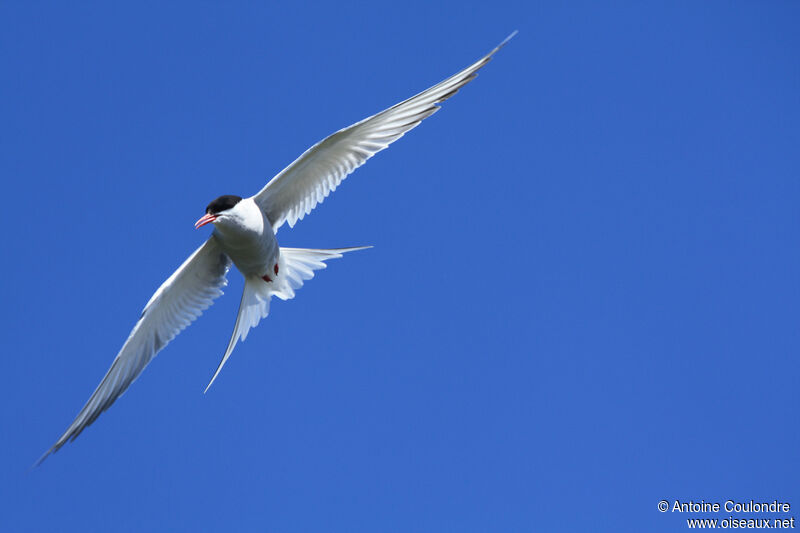 Arctic Ternadult, Flight