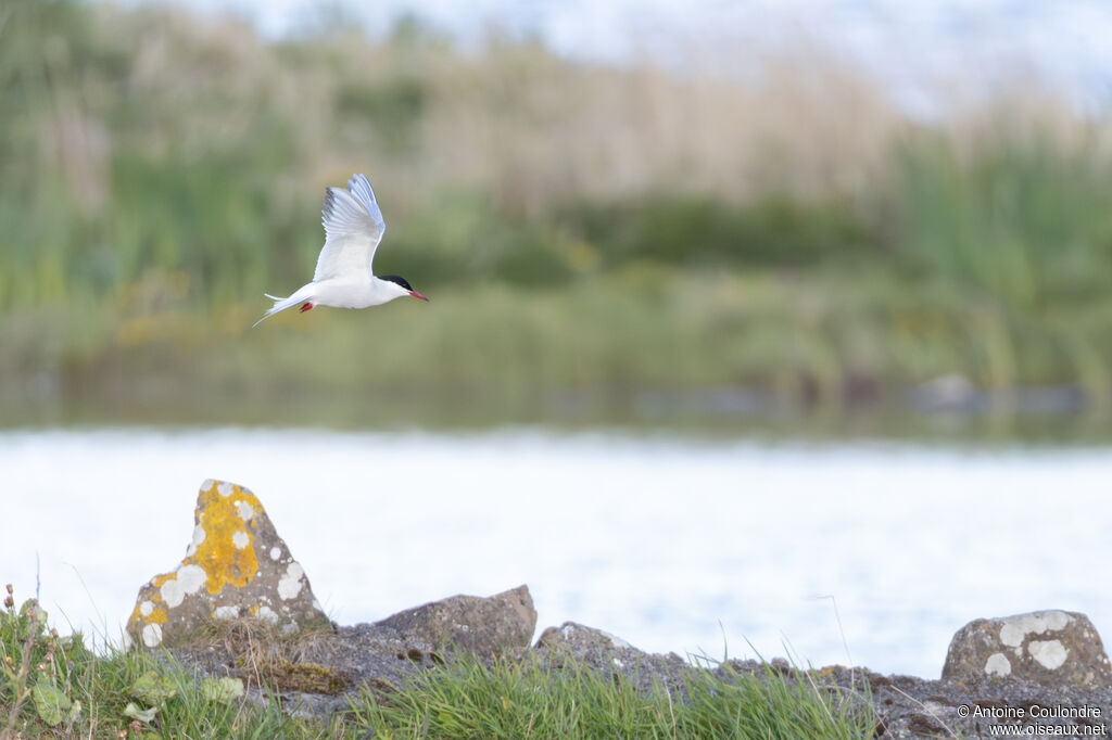 Arctic Tern