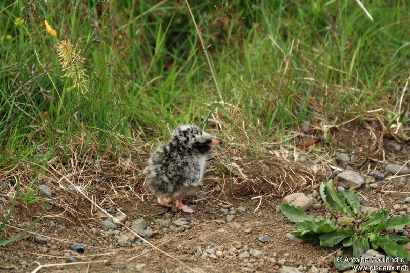 Arctic TernPoussin