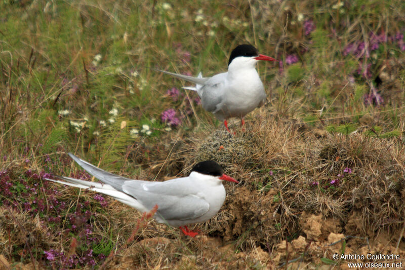 Arctic Ternadult, Reproduction-nesting