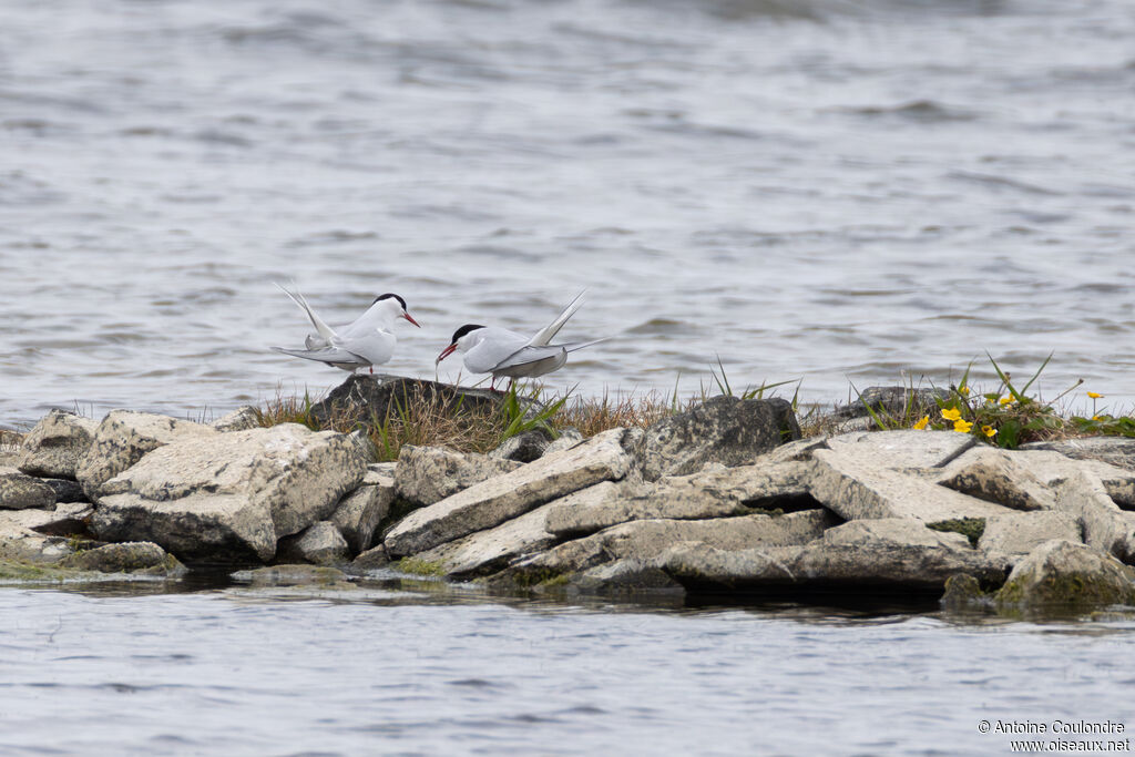 Arctic Tern