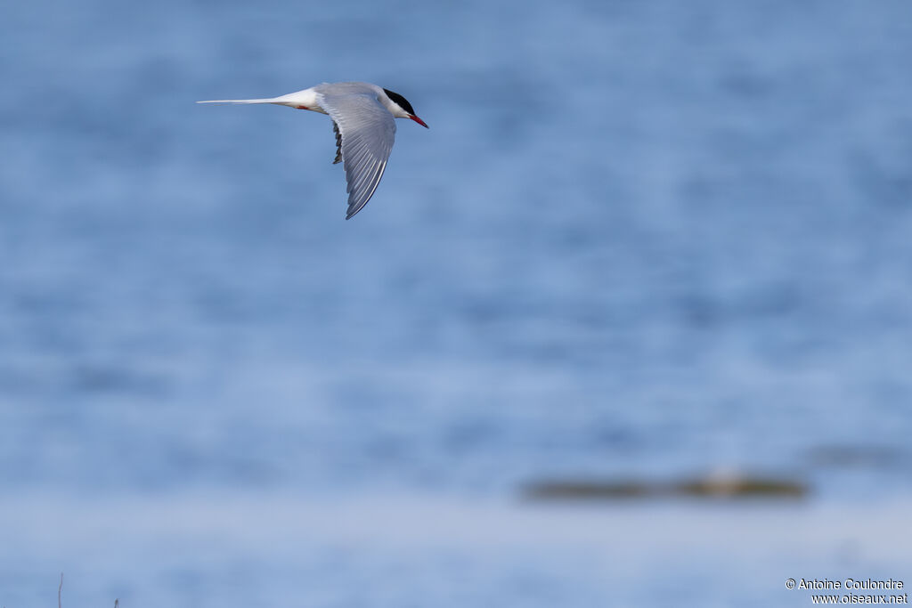 Arctic Tern