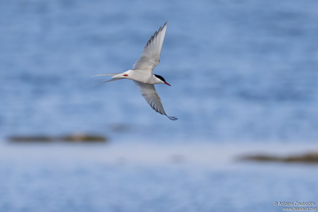 Arctic Tern