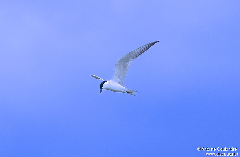 Gull-billed Ternadult breeding