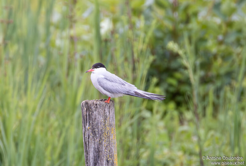 Common Ternadult breeding