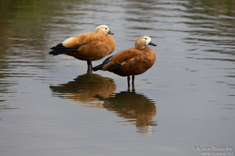 Ruddy Shelduckadult post breeding