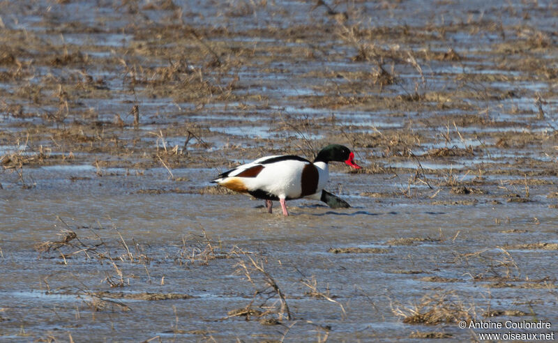 Common Shelduck male adult breeding