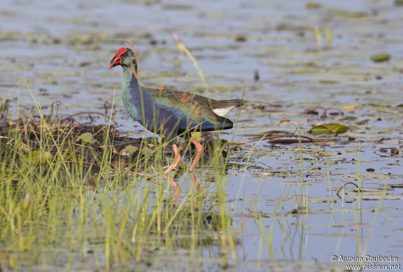 African Swamphenadult