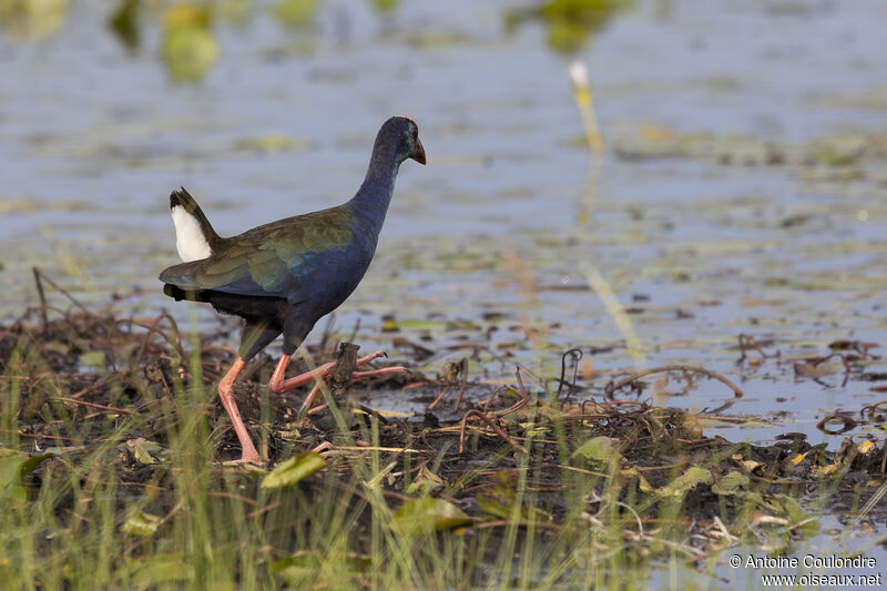 African Swamphenadult