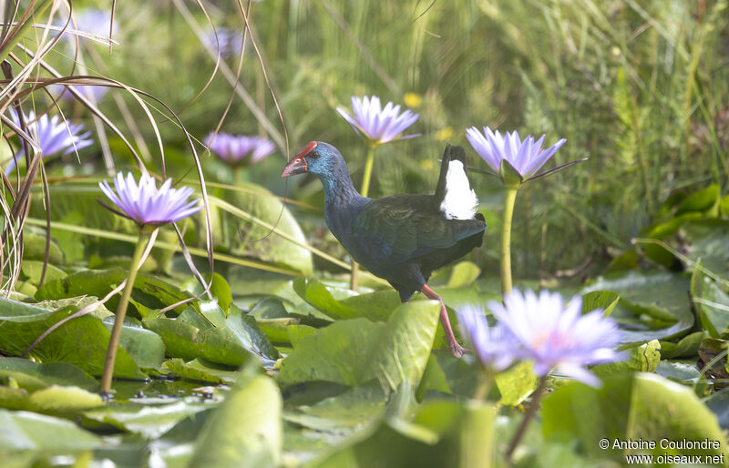 African Swamphenadult