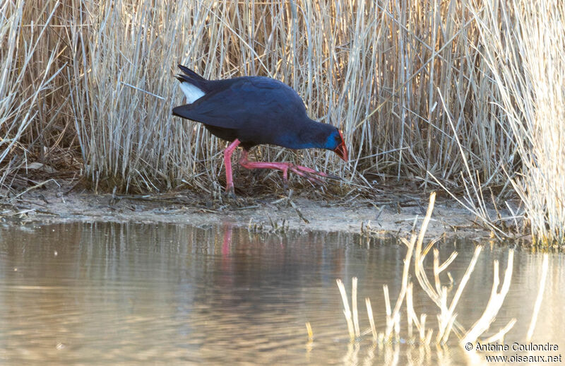 Western Swamphenadult