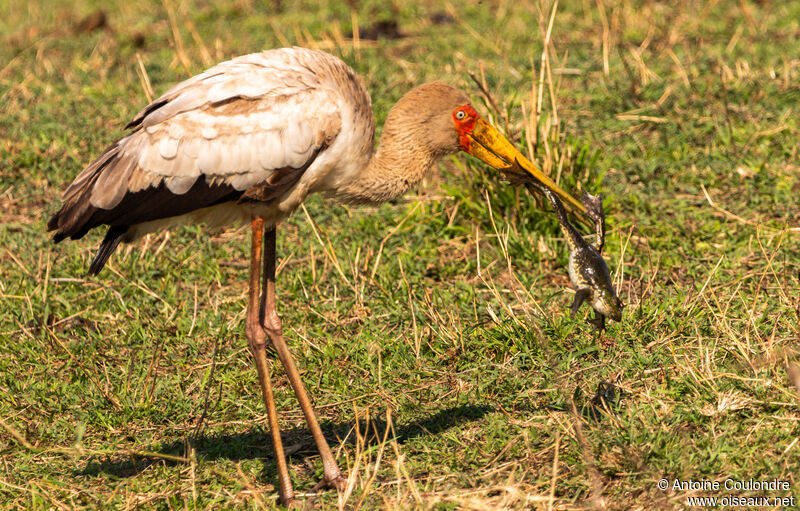 Yellow-billed Storkadult, fishing/hunting