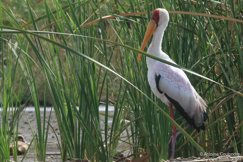 Yellow-billed Storkadult