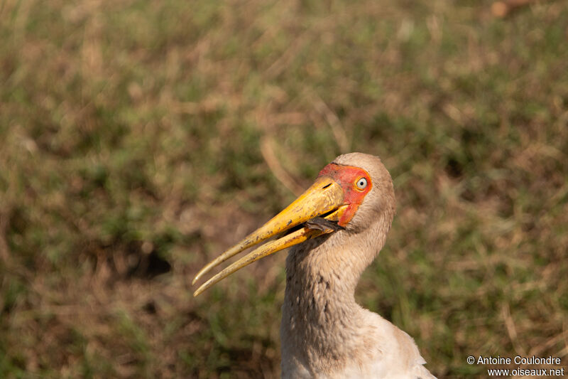 Tantale ibisadulte, pêche/chasse, mange