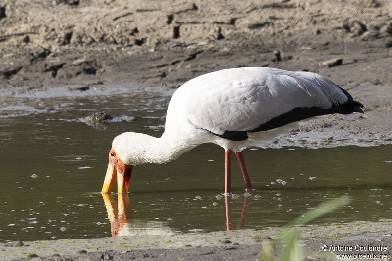 Yellow-billed Storkadult, drinks