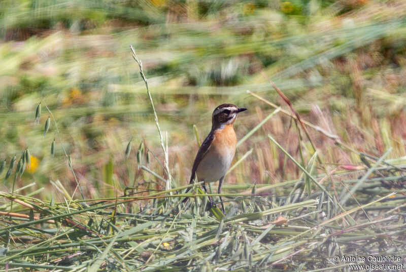 Whinchat male adult breeding