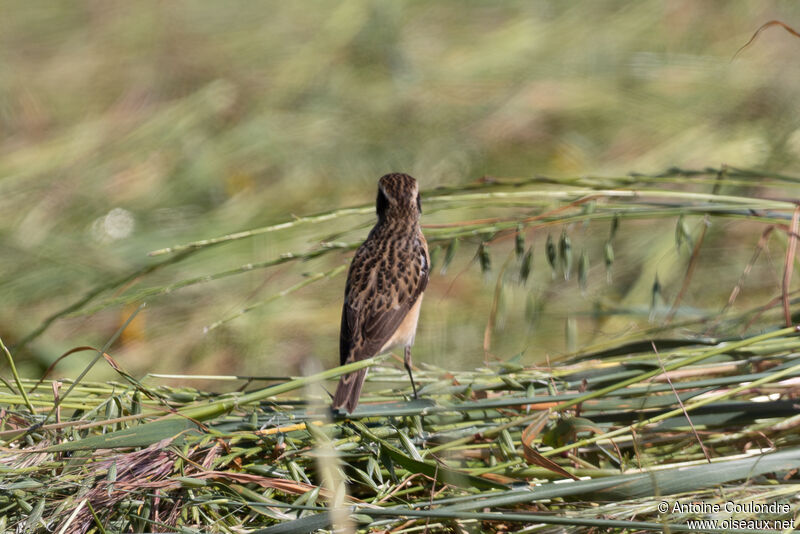 Whinchat male adult breeding