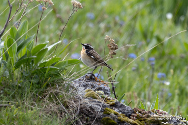 Whinchat male adult breeding