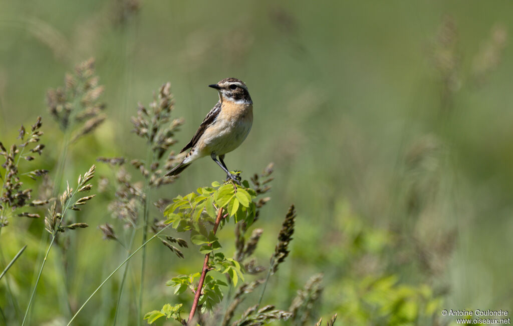 Whinchat male adult breeding, song