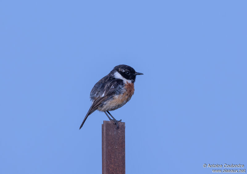 European Stonechat male adult breeding