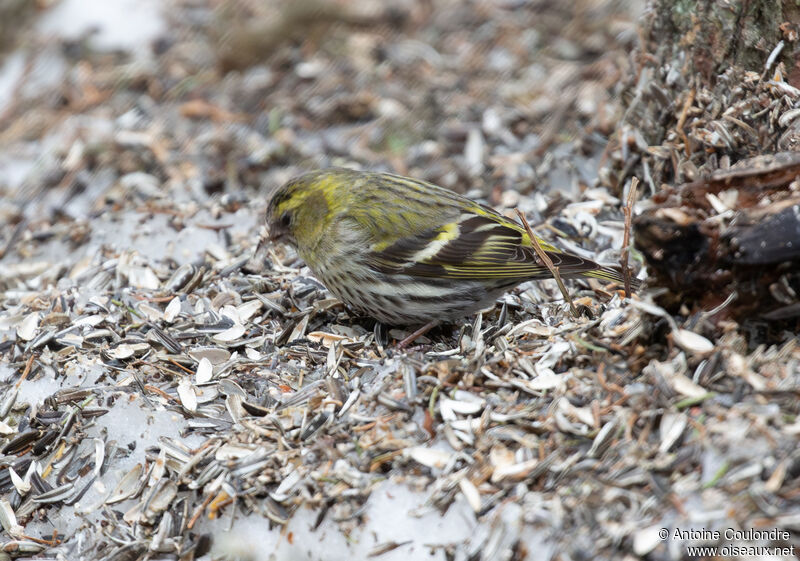 Eurasian Siskin female adult breeding