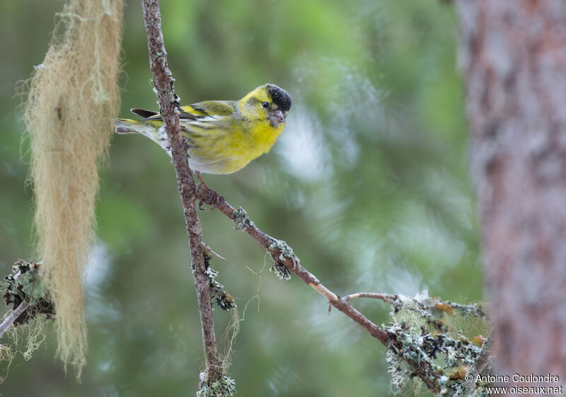 Eurasian Siskin male adult breeding