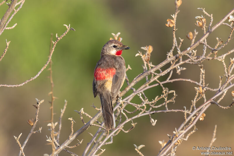 Rosy-patched Bushshrike male adult breeding