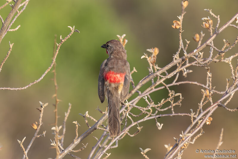 Rosy-patched Bushshrike male adult breeding