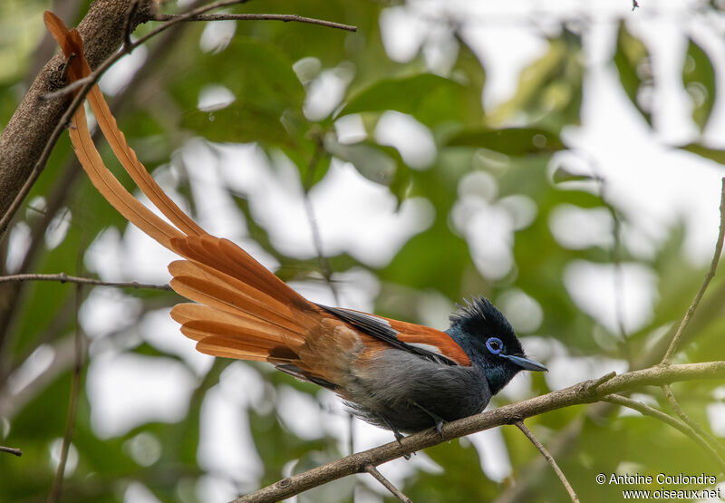 African Paradise Flycatcher