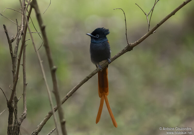 African Paradise Flycatcher male adult breeding