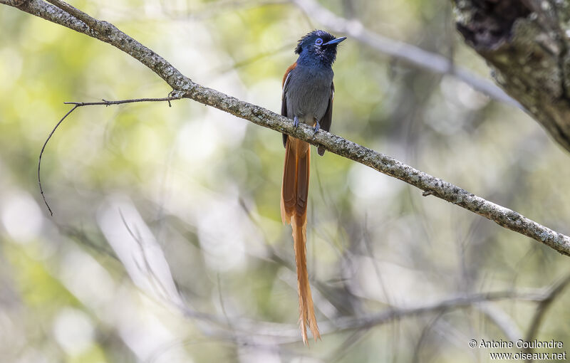 African Paradise Flycatcher male adult breeding