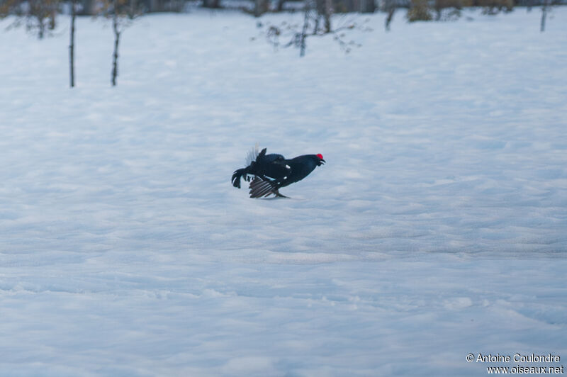 Black Grouse male adult, courting display