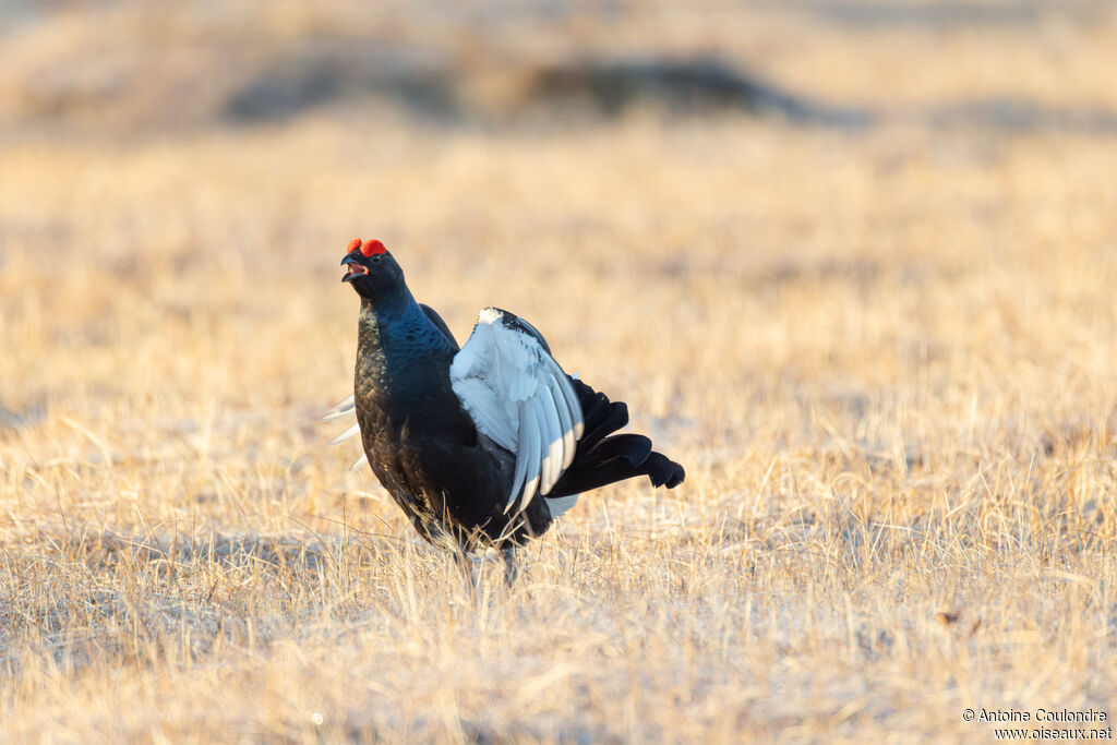 Tétras lyre mâle adulte nuptial, parade